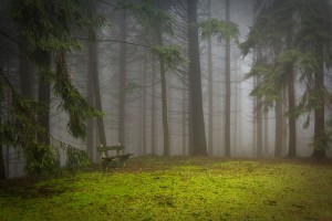 https://pixabay.com/en/pine-forest-pad-glade-misty-273826/