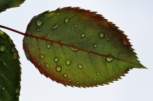 https://pixabay.com/en/rosenblatt-leaf-wasserperlen-wet-781687/