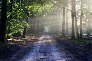 https://pixabay.com/en/road-sun-rays-path-forest-815297/