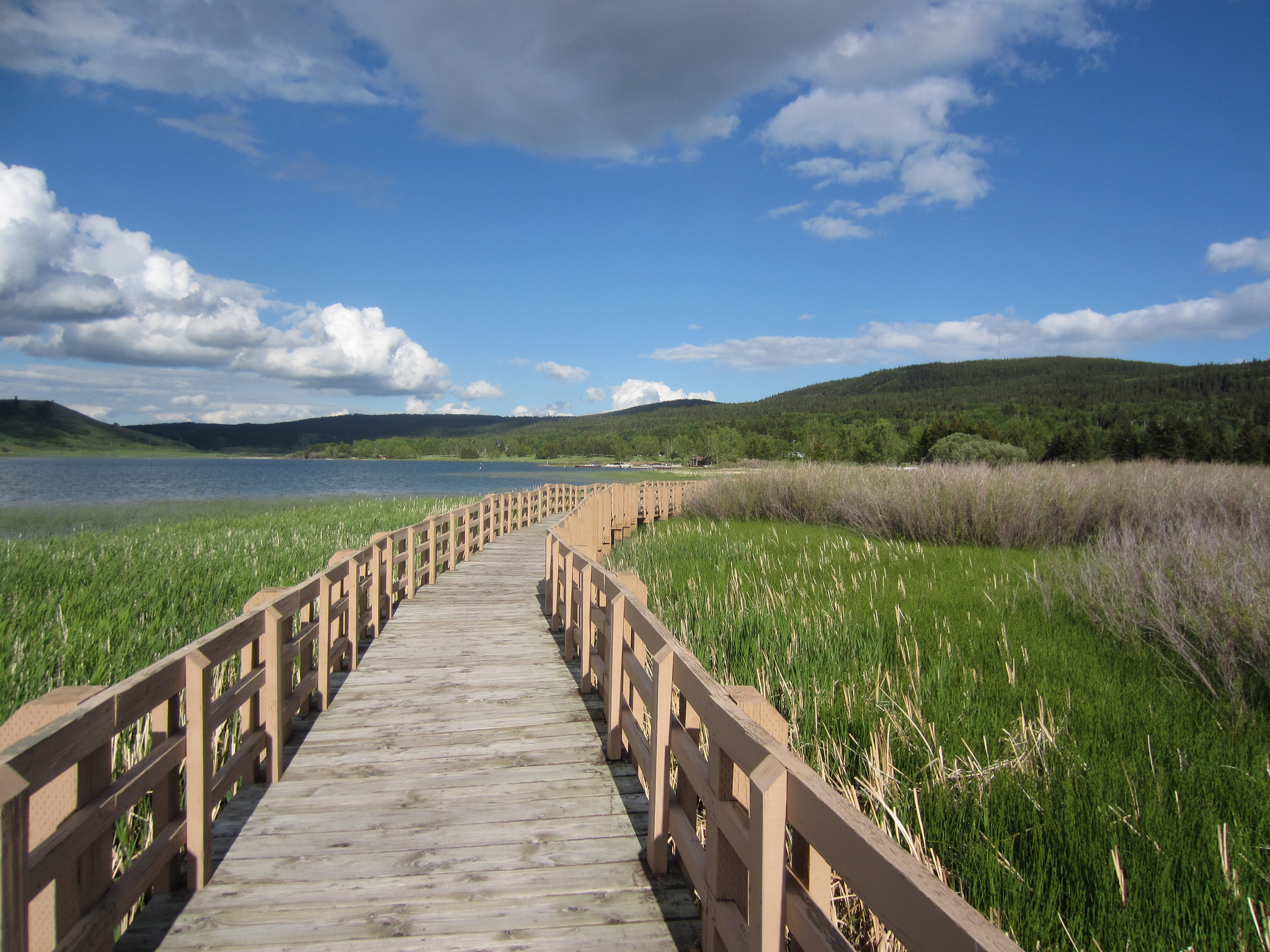 A walking bridge cuts between the tall grasses that grow in the shallow edges of a lake