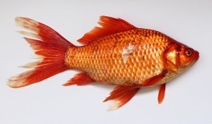 https://pixabay.com/en/goldfish-carassius-fish-golden-red-537832/