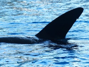 https://pixabay.com/en/killer-whale-orcinus-orca-orka-orca-406707/