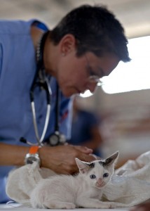 https://pixabay.com/en/kitten-veterinarian-feline-doctor-569873/