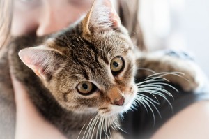 https://pixabay.com/en/pet-cat-animal-domestic-cat-dear-726979/
