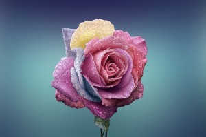 https://pixabay.com/en/rose-beautiful-beauty-bloom-729509/