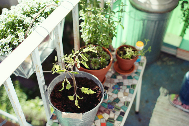 Tomato plants growing in pots on an apartment balcony