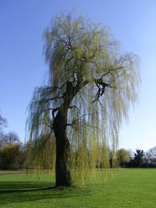 https://pixabay.com/en/weeping-willow-pasture-tree-old-261458/