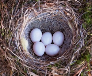 birds-nest-788680_640