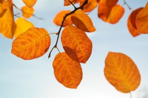 leaves-228111_640
