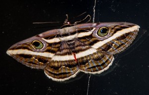 moth-645812_640