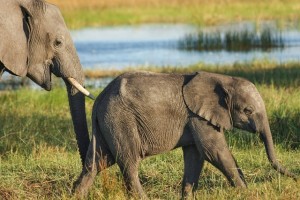 http://pixabay.com/en/elephant-safari-wilderness-523243/