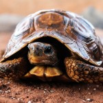http://pixabay.com/en/turtle-nature-slow-hull-animal-509524/