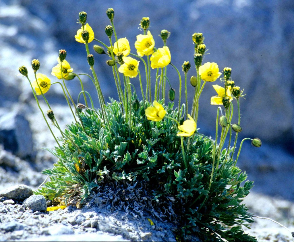 Small yellow poppies bloom from a tiny bush on rocky ground.