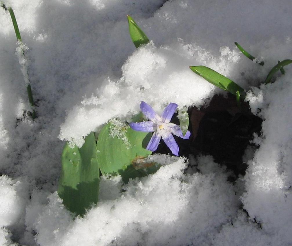 A single purple flower and its leafs poke out of the snow.