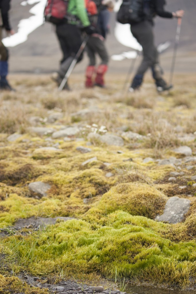 Moss grows on rocks on the ground. In the background, hikers go past.