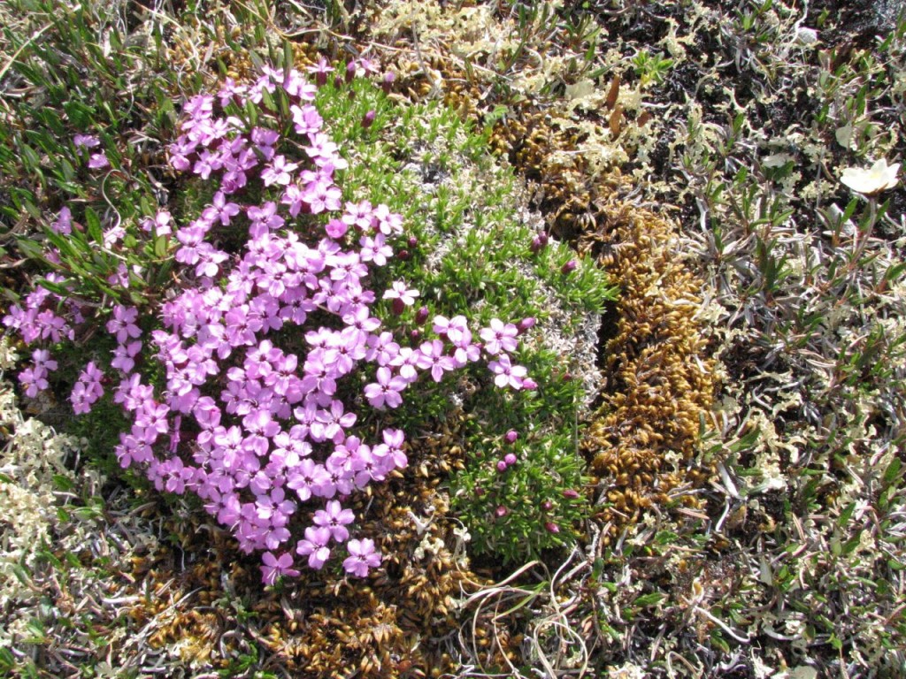 Small purple flowers grow on the ground near lichen or moss.