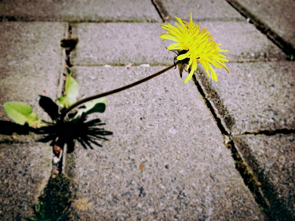A bright yellow dandelion grows out of a crack in the sidewalk.