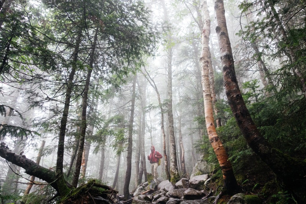 A man in a raincoat stands in a misty forest of tall, thin trees.