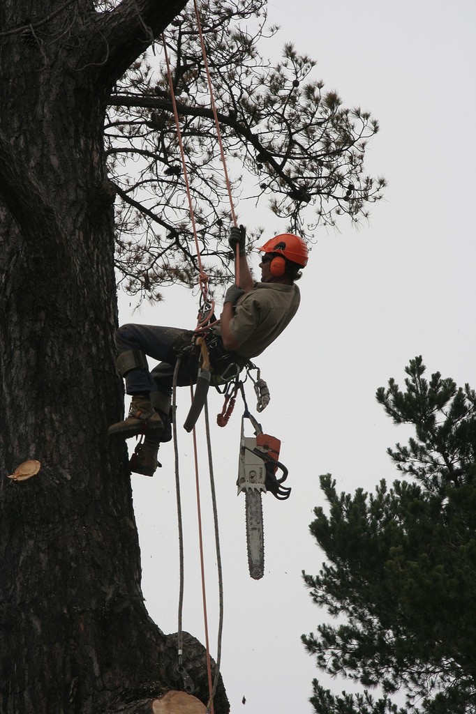 A man wearing a hard hat and ear protection rappels down a tree. A chainsaw dangles from his belt.
