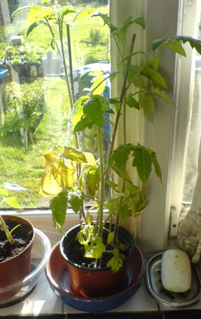 A tomato plant grows on a window sill. No fruit is visible yet.