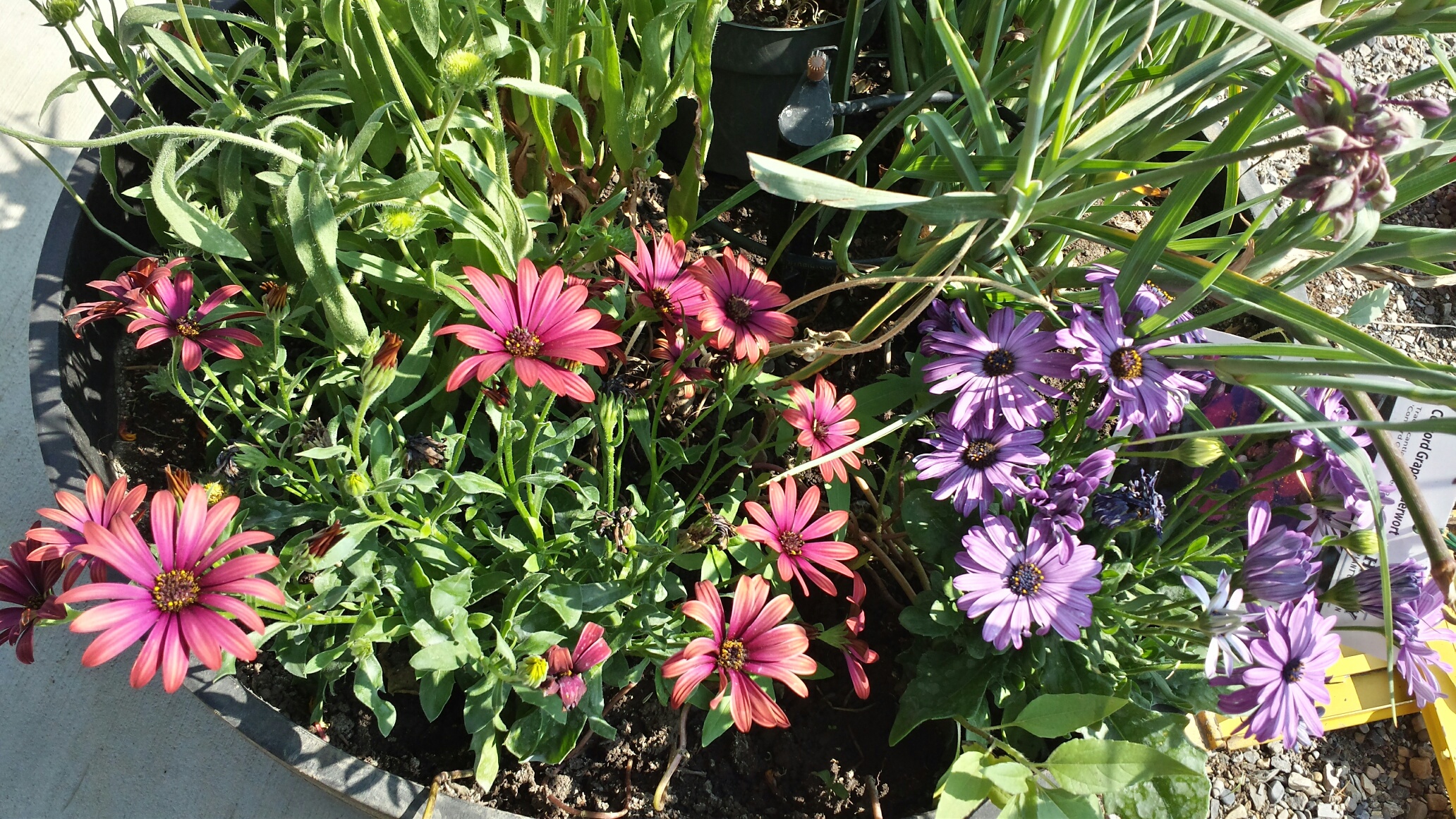 Close-up of a flower pot of pink and purple daisies.