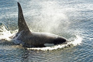 https://commons.wikimedia.org/wiki/File:Bull_orca_victoria.jpg