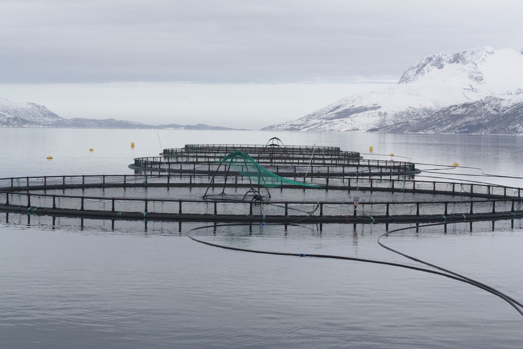http://commons.wikimedia.org/wiki/File:Fish_cages.jpg