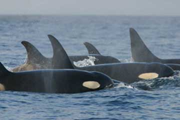 http://commons.wikimedia.org/wiki/File:Orca_pod_southern_residents.jpg