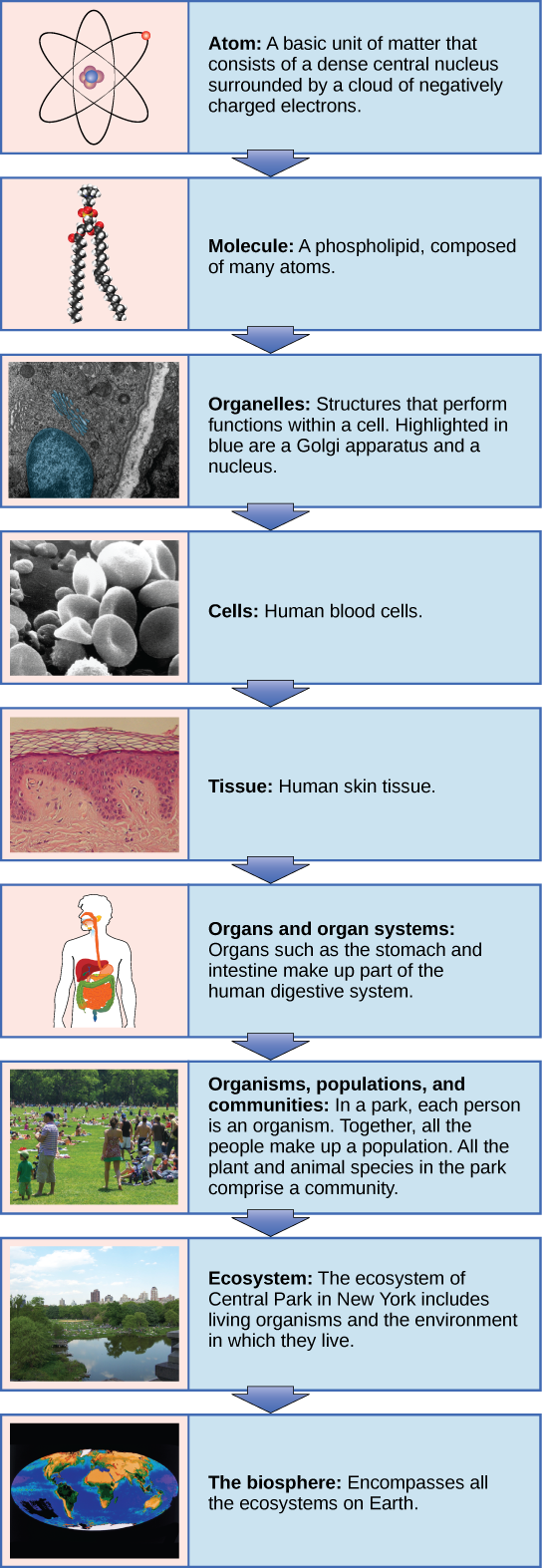 Branches Of Biology Chart