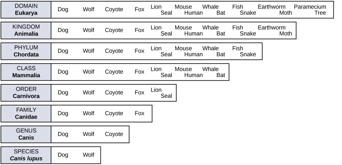 Biology Kingdom Chart