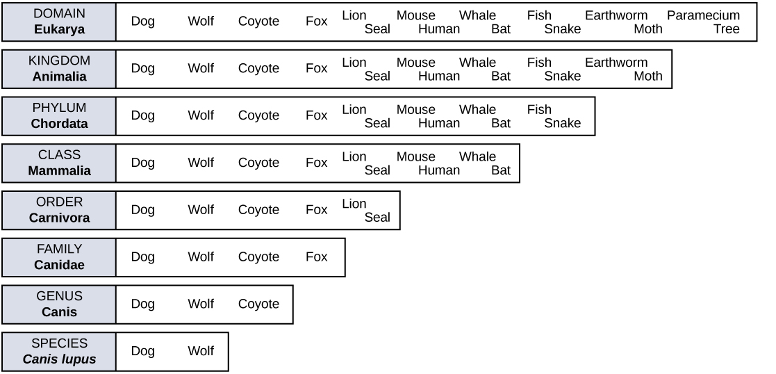 Domain And Kingdom Chart