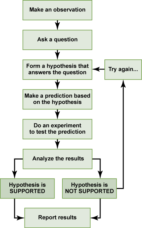 Scientific Method Flow Chart Blank