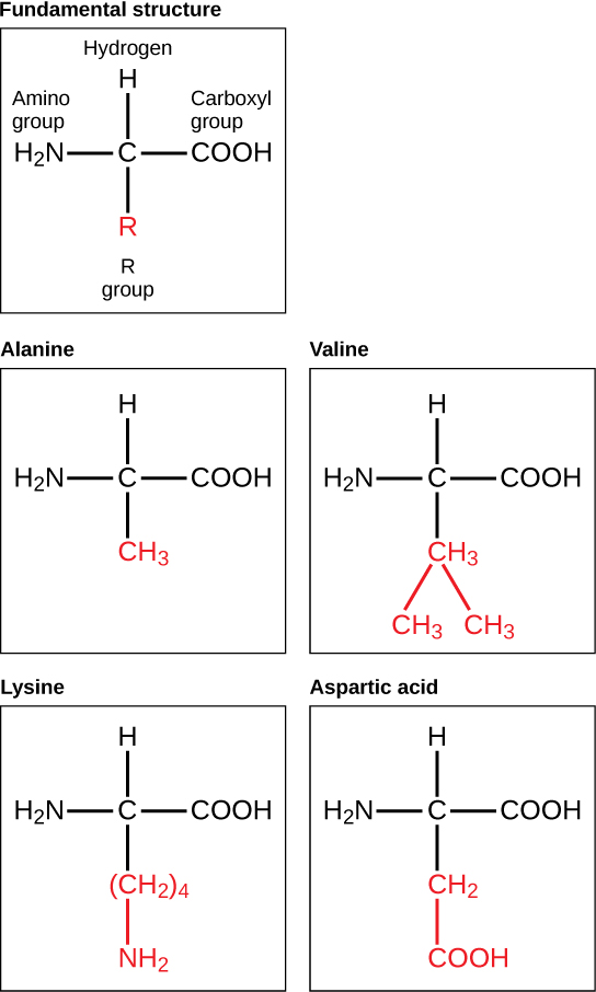 Biology Functional Groups Chart