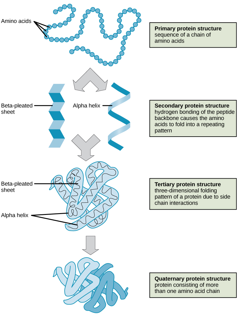 polymer of carbohydrates lipids and proteins