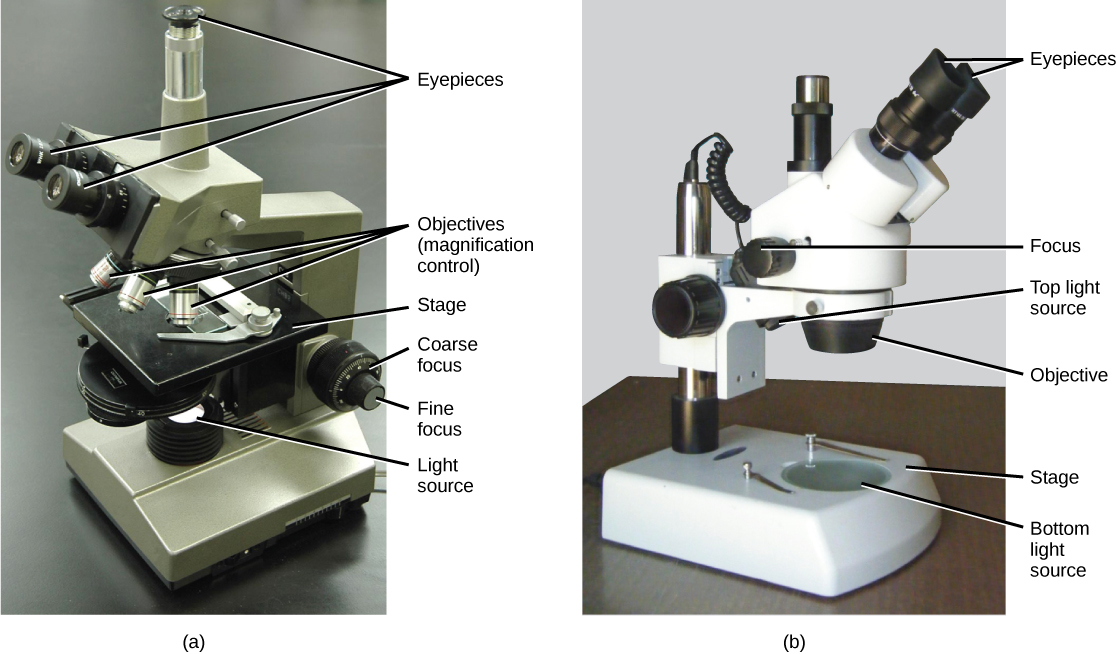 microscopy lab report biology