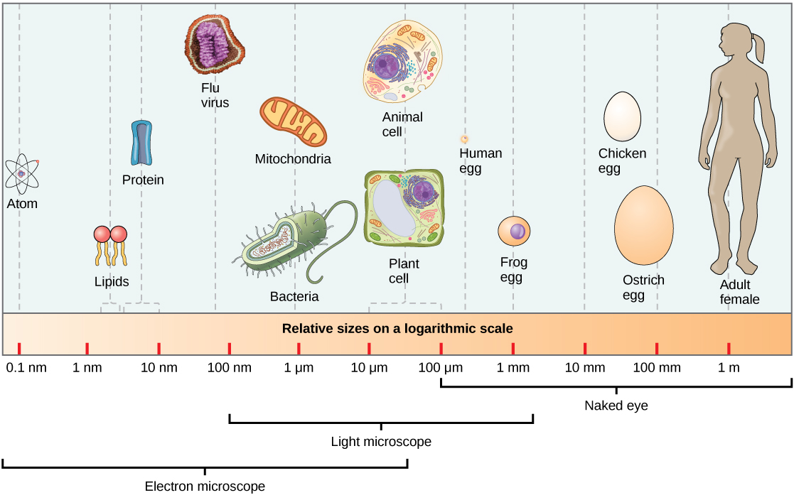 Microorganism Size Chart