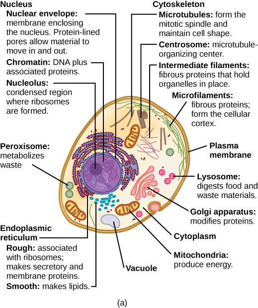 unlabeled eukaryotic animal cell