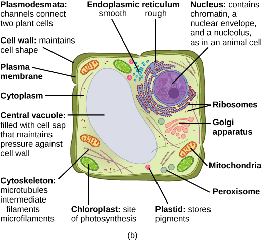 plant cell diagram labeled with functions