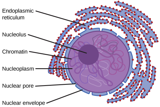 endoplasmic reticulum diagram in a cell