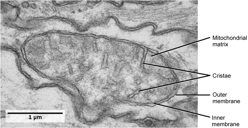 eukaryotic plant cell under microscope