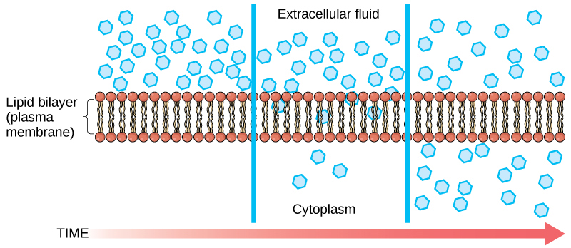 facilitated diffusion animation