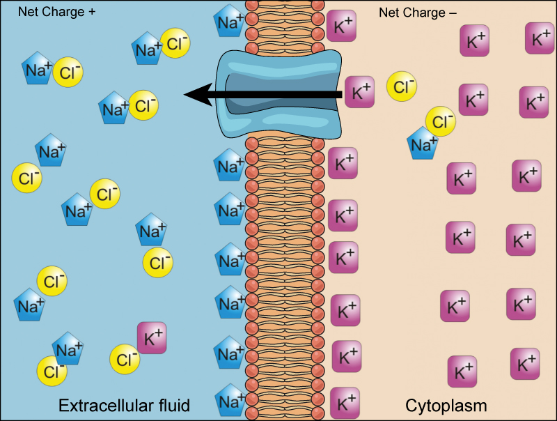 active transport animation