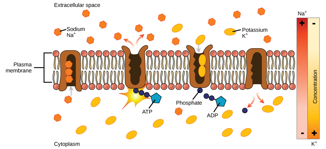 Figure_03_06_02.jpg