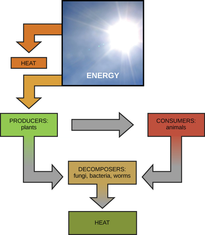 Energy metabolism basics