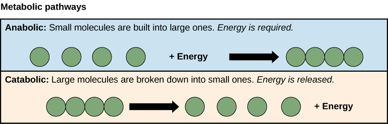 Metabolism and energy levels