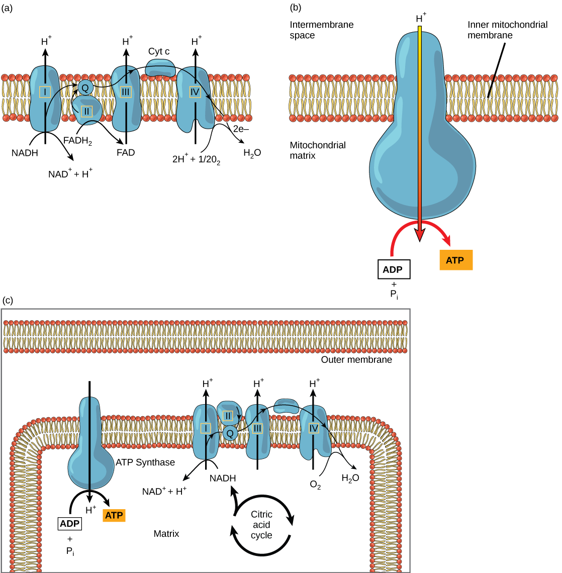 oxidative phosphorylation worksheet answer key