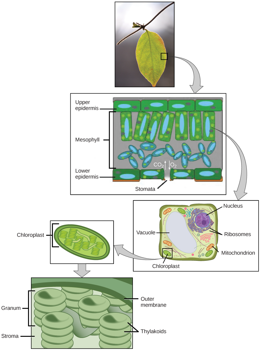 5.1: Overview of Photosynthesis – Concepts of Biology – 1st Canadian Edition