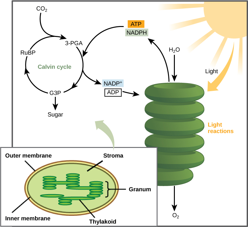 light reactions diagram