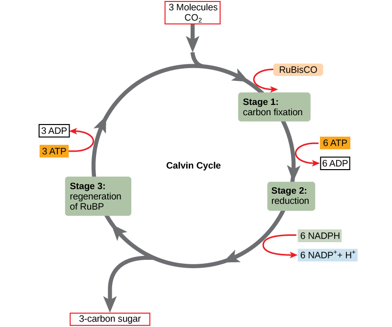 : The Calvin Cycle – Concepts of Biology – 1st Canadian Edition