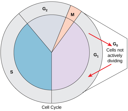  The Cell Cycle – Concepts of Biology – 1st Canadian Edition